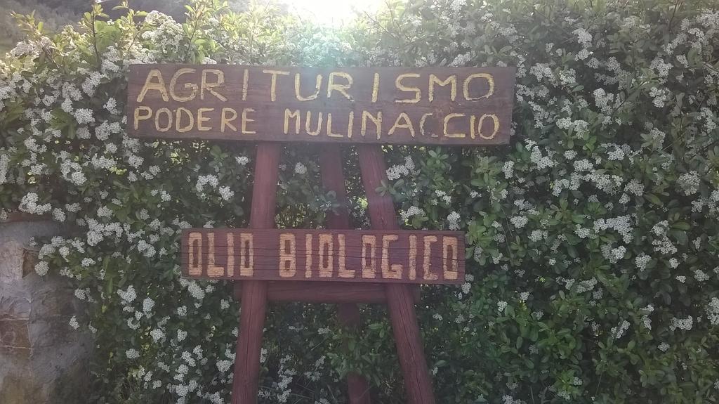Agriturismo Podere Mulinaccio Ribolla Exterior photo
